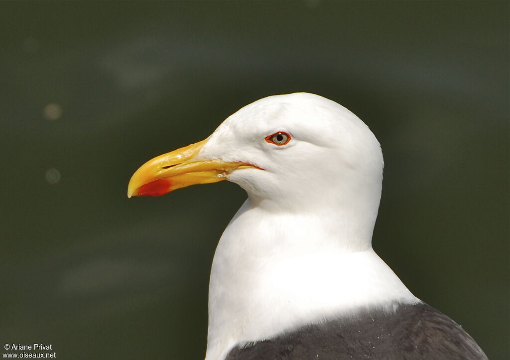 Goéland dominicain