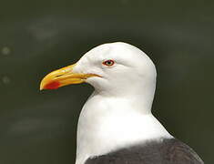 Kelp Gull