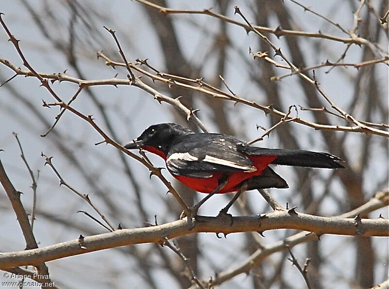 Gonolek rouge et noir