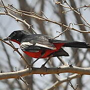 Gonolek rouge et noir