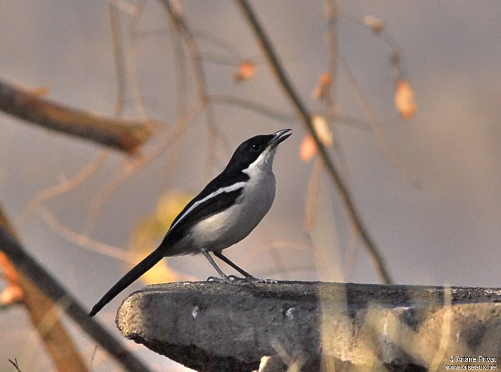 Tropical Boubou