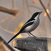 Tropical Boubou