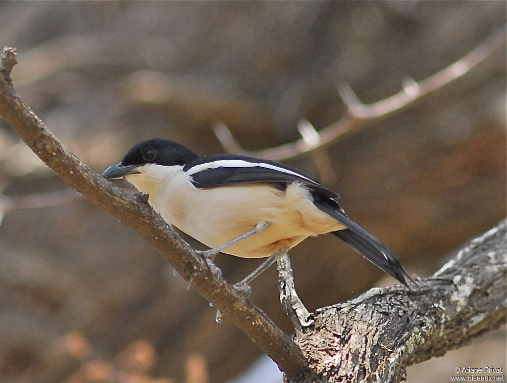 Tropical Boubou