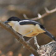 Tropical Boubou