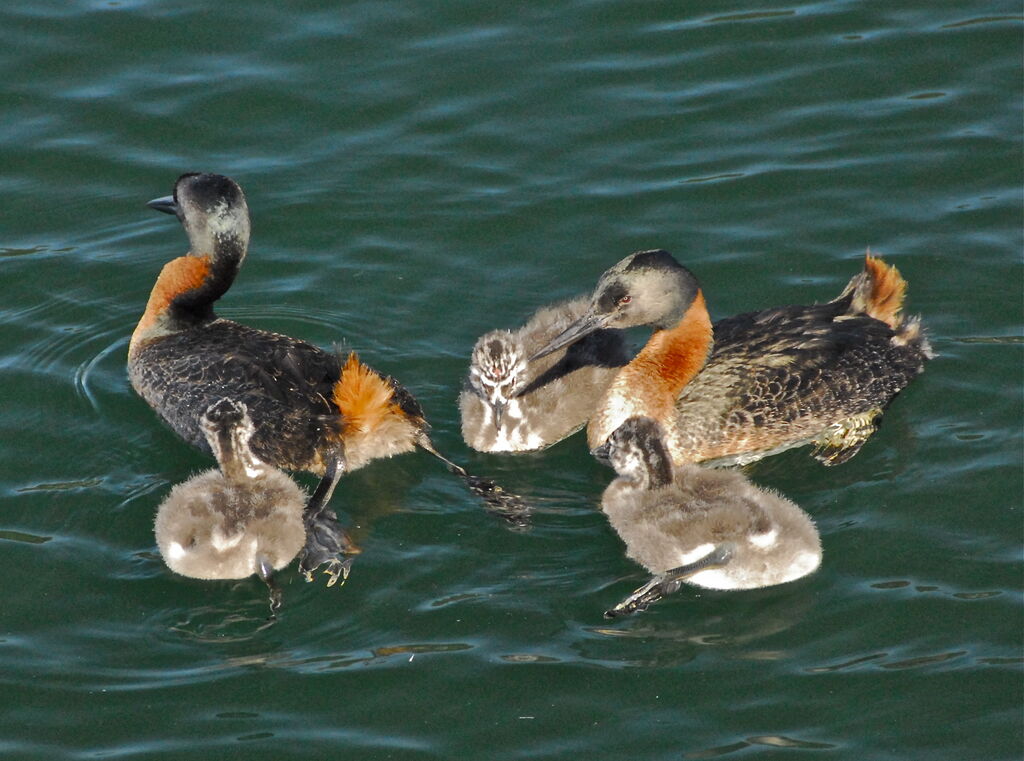 Great Grebe