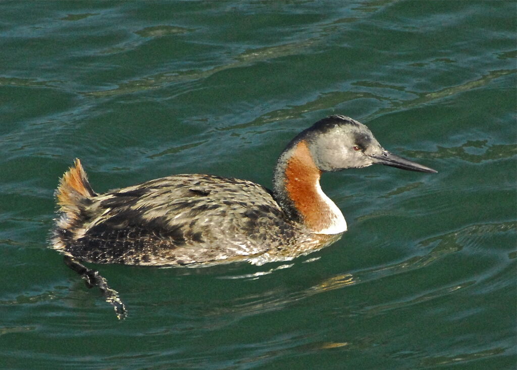 Great Grebe