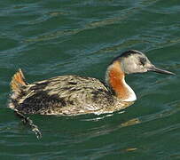 Great Grebe