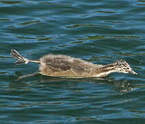 Great Grebe