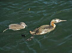 Great Grebe