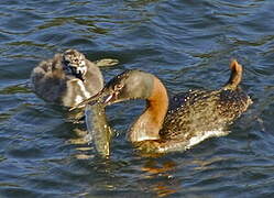 Great Grebe