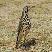 Ethiopian Thrush