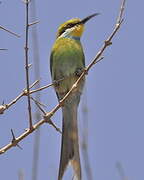 Swallow-tailed Bee-eater