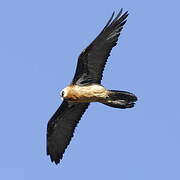 Bearded Vulture