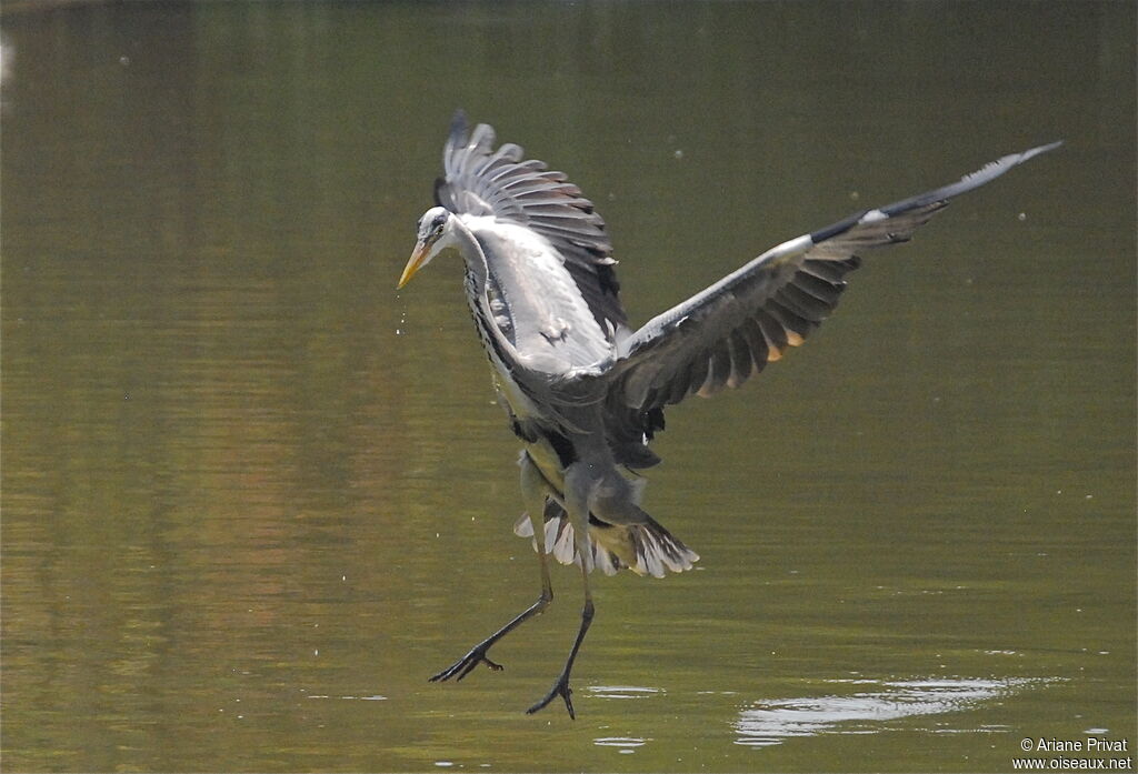 Grey Heron