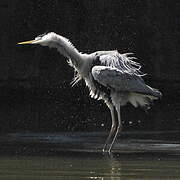 Grey Heron