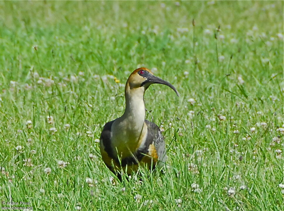 Black-faced Ibis