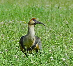 Ibis à face noire