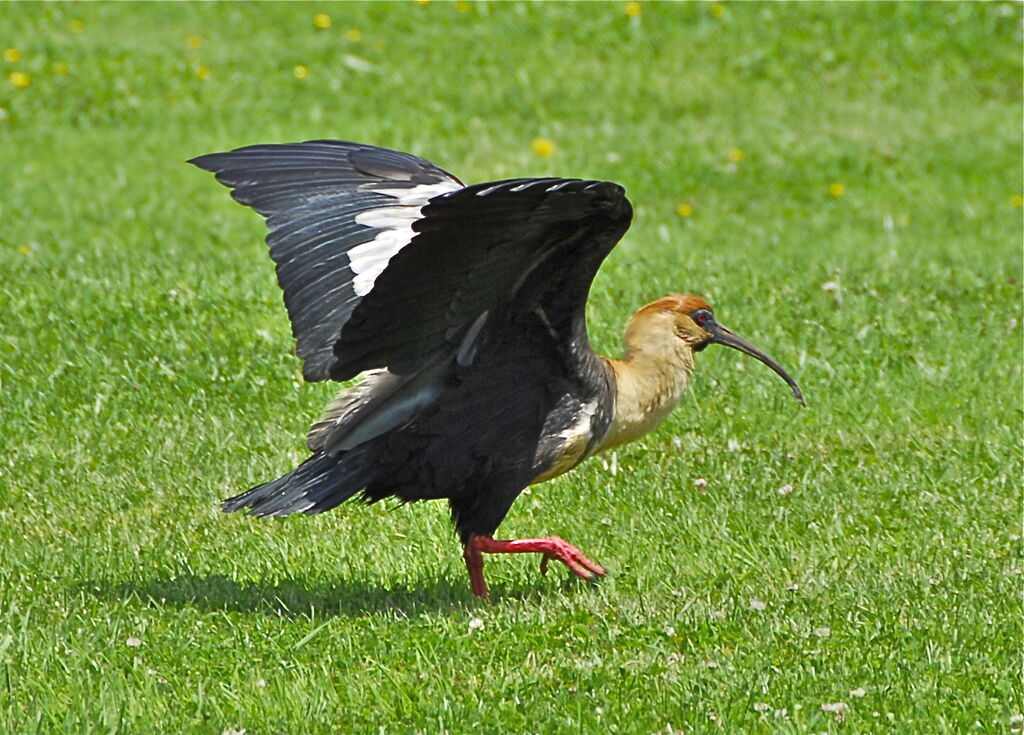 Ibis à face noire