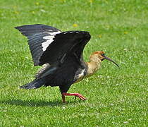 Ibis à face noire