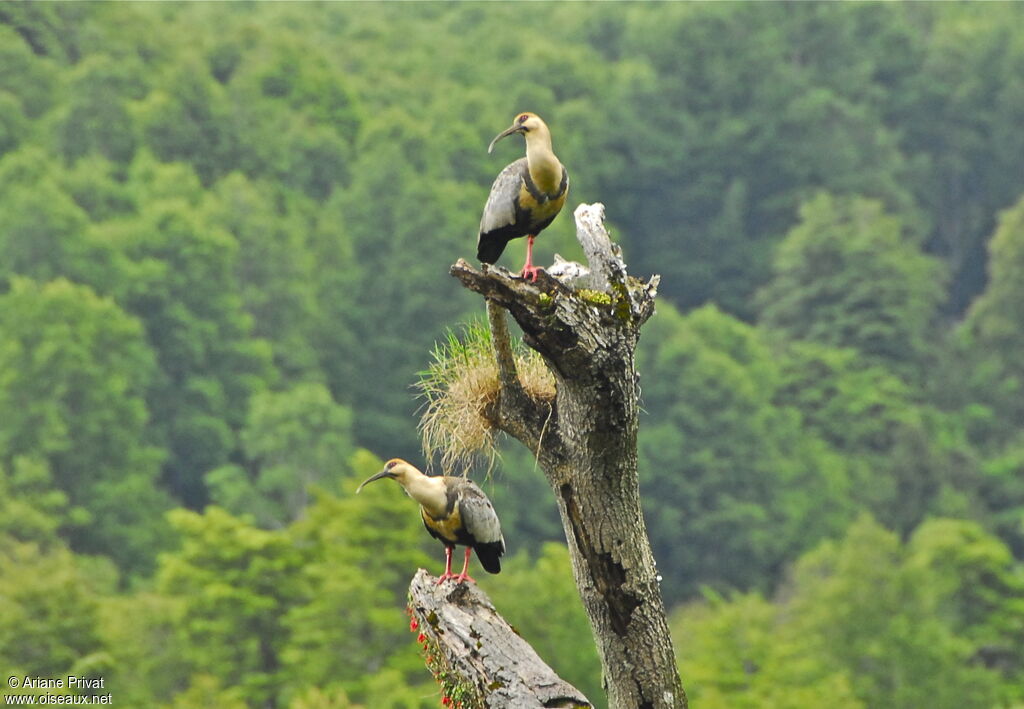 Black-faced Ibis