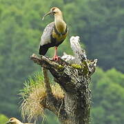 Black-faced Ibis