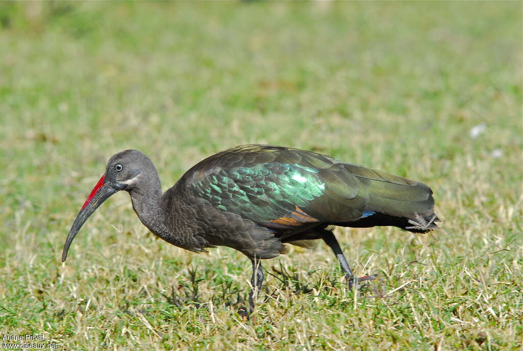 Ibis hagedashadulte, marche, pêche/chasse