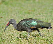 Hadada Ibis