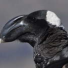 Corbeau corbivau