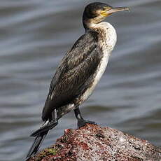 Cormoran à poitrine blanche