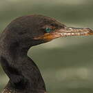 Cormoran vigua
