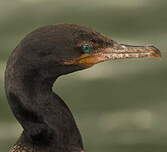 Cormoran vigua