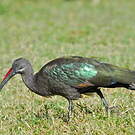 Ibis hagedash