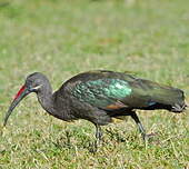 Ibis hagedash