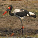 Jabiru d'Afrique