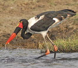 Jabiru d'Afrique