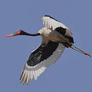 Jabiru d'Afrique