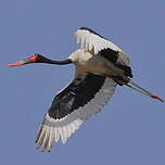 Jabiru d'Afrique