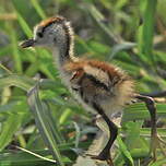 Jacana à poitrine dorée