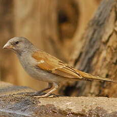 Moineau sud-africain