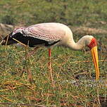 Tantale ibis