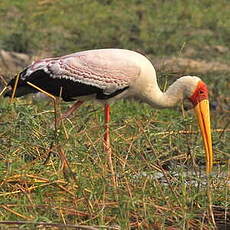 Tantale ibis