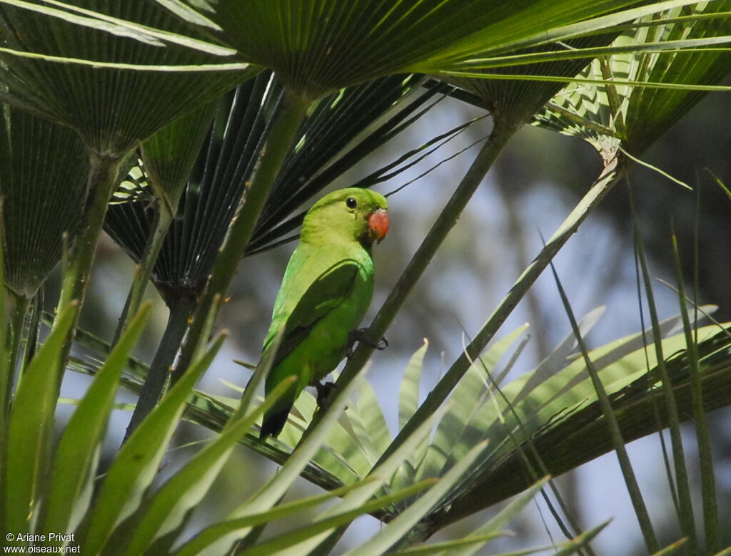 Black-winged Lovebird female adult