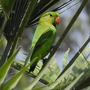 Black-winged Lovebird