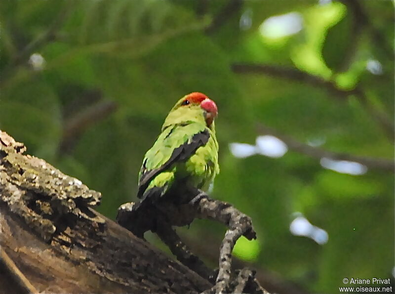 Black-winged Lovebird male adult