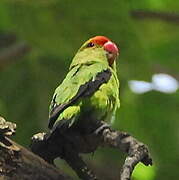 Black-winged Lovebird