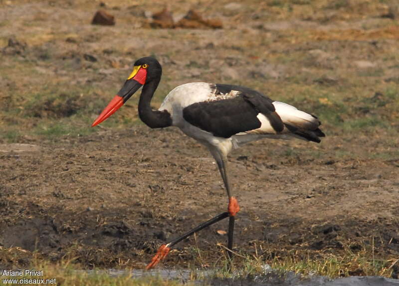 Saddle-billed Stork female subadult