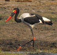 Saddle-billed Stork