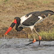 Saddle-billed Stork