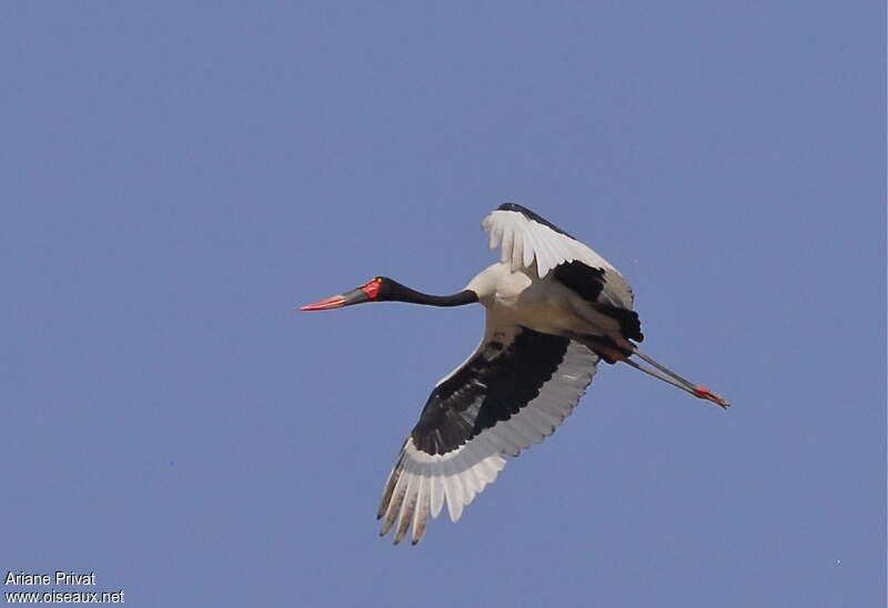 Saddle-billed Stork female adult, Flight