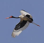 Saddle-billed Stork